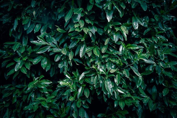 Comment tailler des lauriers pour une croissance optimale ?